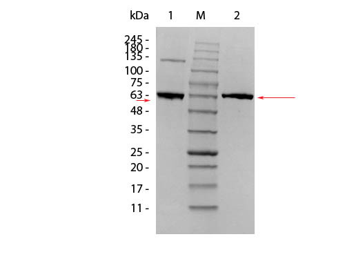 AKT1 Human Recombinant Protein