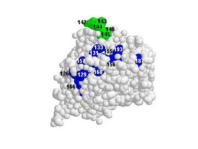 Anti-H5N1 A/Vietnam/1203/04 Influenza Virus, clone VN04-16