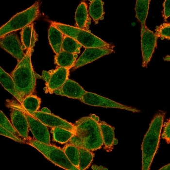 Anti-MXI1 / BHLHC11, clone PCRP-MXI1-1A3