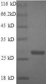 Thymidylate kinase (tmk), Bacillus anthracis, recombinant
