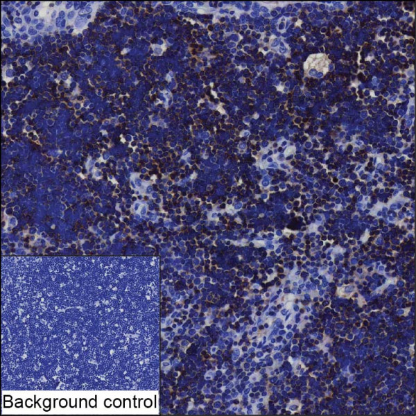Anti-CD1C