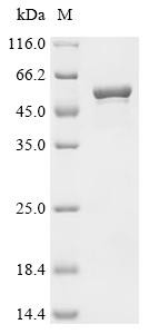 Putative multidrug resistance outer membrane protein MdtQ (mdtQ), recombinant Shigella flexneri