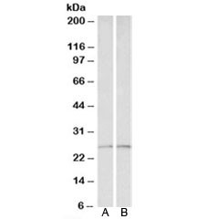 Anti-Peroxiredoxin 6