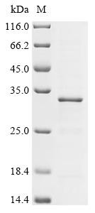 Transcriptional enhancer factor TEF-4 (TEAD2), partial, human, recombinant