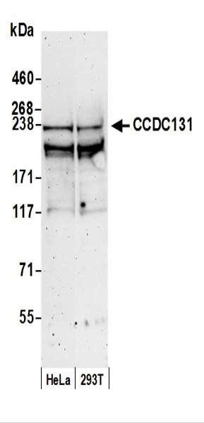 Anti-CCDC131