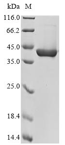 Chitinase-3-like protein 4 (Chi3l4), mouse, recombinant