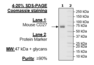 CD27(Mouse), Fc-Fusion (Human), Avi-Tag, Biotin
