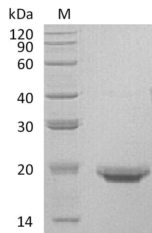 Interleukin-17F (IL17F) (Active), human, recombinant