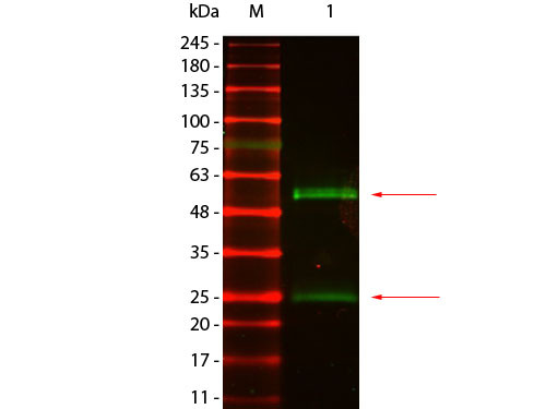 Anti-Mouse IgG (H&amp;L), DyLight(TM) 800 conjugated