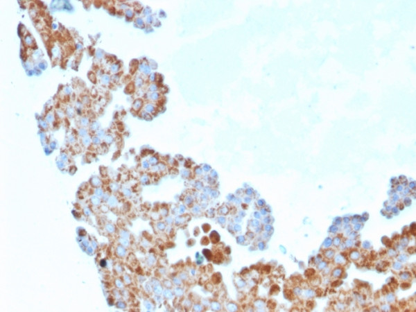 Anti-Cell Division Cycle 34 homolog, clone CPTC-CDC34-2