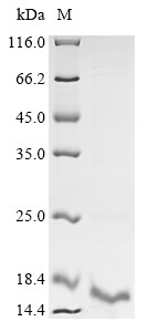 Major mite allergen Der p 23, Dermatophagoides pteronyssinus, recombinant