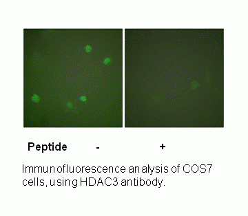Anti-HDAC3