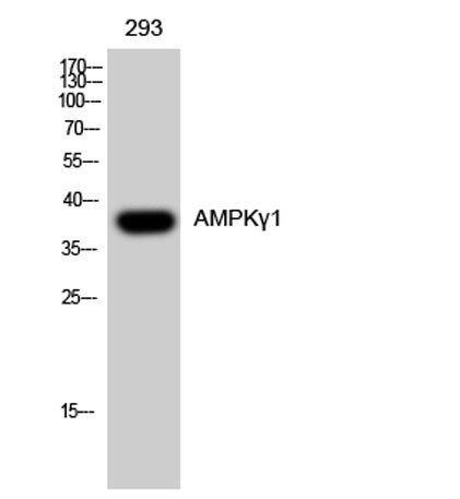 Anti-AMPKgamma1