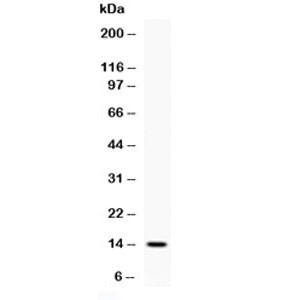Anti-human IL4
