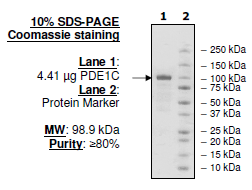 PDE1C, Active Human Recombinant Protein