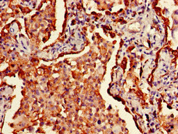 Anti-HLA-DRB1, Biotin conjugated