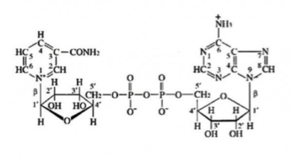 beta-NAD, Oxidized (Beta-NAD, Oxidized Form Beta-Nicotinamide-Adenine Dinucleotide, Oxidized Form (B