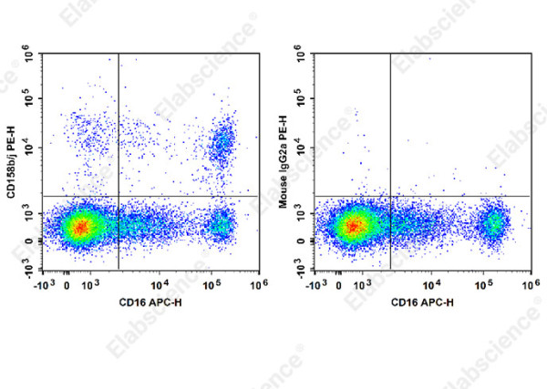 Anti-CD158b/j, clone DX27, Phycoerythrin conjugated