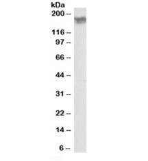 Anti-NCAM (isoform 2)