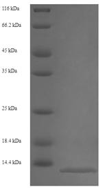 Protein S100-A8 (S100a8), mouse, recombinant