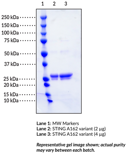 STING A162 variant (human, recombinant)