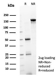 Anti-SOX12 / Transcription factor SOX-12, clone PCRP-SOX12-1E4