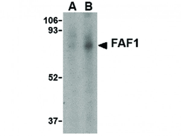 Anti-FAF1