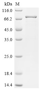 Drebrin-like protein (DBNL), human, recombinant