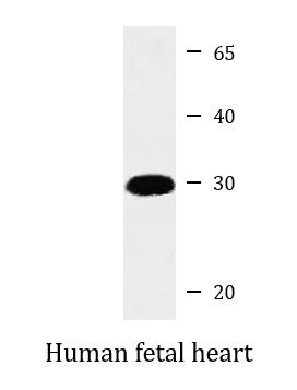 Anti-Syntaxin 8