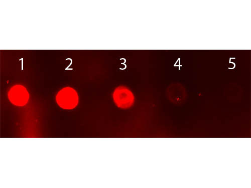 Anti-Sheep IgG (H&amp;L) [Donkey] Fluorescein conjugated