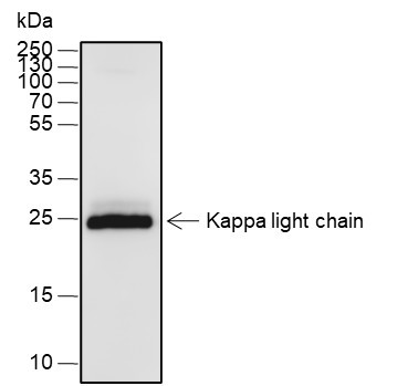 Anti-Recombinant Kappa light chain, clone A559