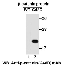 Anti-beta-catenin (G48D)
