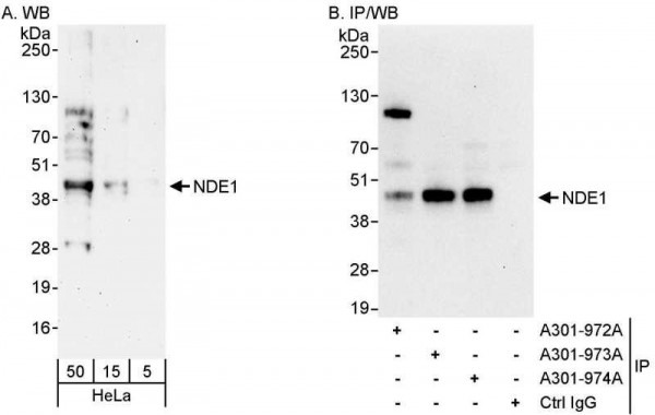 Anti-NDE1