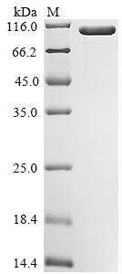 Trigger factor (tig), Biotinylated, Escherichia coli O157:H7, recombinant