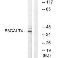 Anti-B3GALT4