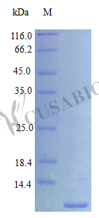 Proepiregulin (EREG), partial (Active), human, recombinant