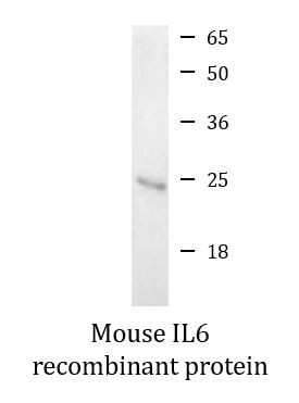 Mouse IL6 recombinant protein (Active)