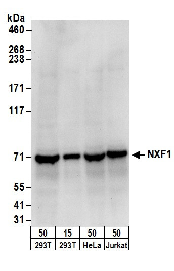 Anti-NXF1