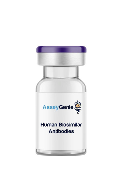 Anti-VEGF (Bevacizumab Biosimilar In Vivo Antibody)