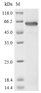 Cartilage matrix protein (MATN1), human, recombinant