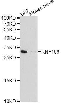 Anti-RNF166