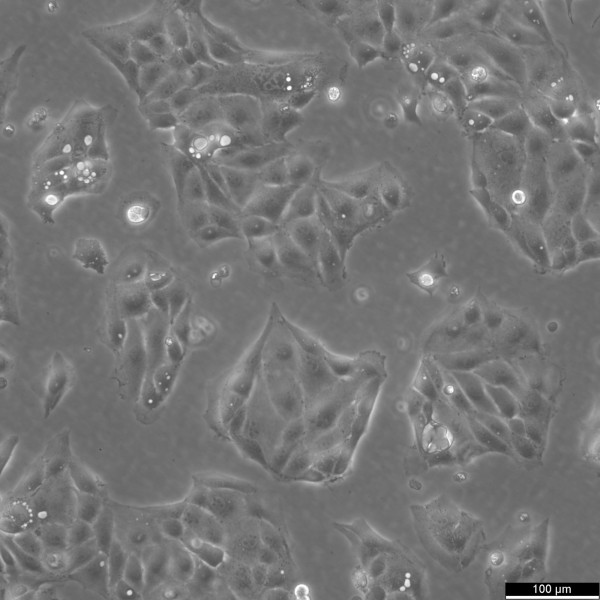 LLC-PK1 Cells