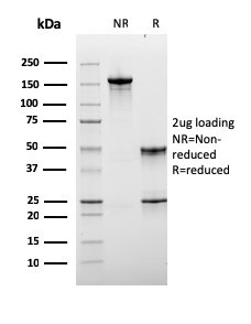 Anti-Lymphocyte Activation Gene 3 (LAG-3) (Negative Checkpoint Regulator)(LAG3/3261), CF647 conjugat