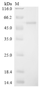 Phospholipid transfer protein (Pltp), mouse, recombinant