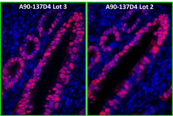 Anti-Mouse IgG-heavy and light chain, DyLight(R) 594 conjugated