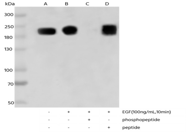 Anti-Phospho-EGF Receptor (Thr669) Monoclonal Recombinant Antibody
