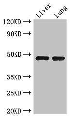 Anti-SEC14L3