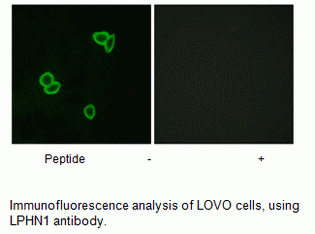 Anti-LPHN1