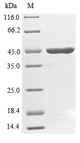 Endophilin-A2 (SH3GL1), human, recombinant