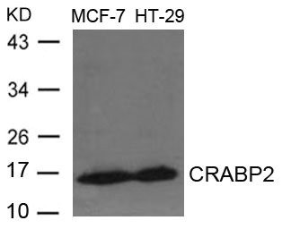 Anti-CRABP2